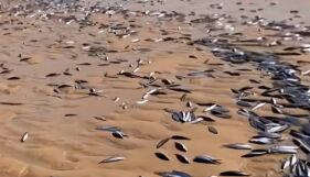 Над 4 тона мъртва риба изплуваха в канал заради цъфтеж на отровно водорасло