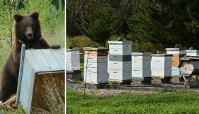 Мечка си устрои меден пир край Асеновград - изяла 150 кг за 7 дни (СНИМКИ)