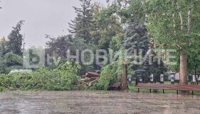 Дърво падна върху майка с две деца в София (СНИМКИ)