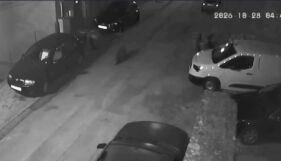 Домашни или безстопанствени кучета са подгонили мечето, разходило се из Благоевград