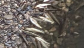 Водите на река Струма в района на Кюстендил и Дупница почерняха от мъртви риби