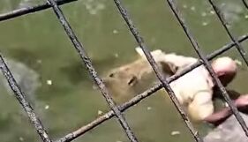 Мъж почина, прекарал повече от час в челюстите на крокодил (ВИДЕО)