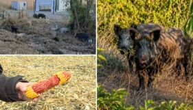 Неканени гости: Стадо диви свине обсади луксозен комплекс край село Герман