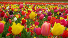 Слънчева Цветница с температури до 21 градуса