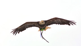 Лудогорец лети към титлата след разгром над ЦСКА