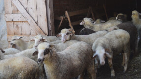 Дъмпинг с агнешкото в навечерието на Великден и Гергьовден