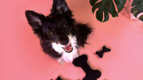 Употребявани дрехи се превърнаха в нови модни аксесоари за домашни любимци