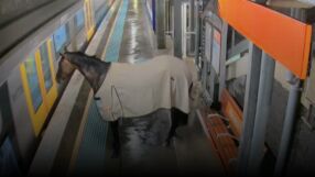 Състезателен кон опита да хване влака (ВИДЕО)