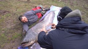 Кой улови 90-килограмовия сом в язовир "Огоста" и защо го пусна?