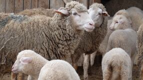 Агнешкото за Великден поскъпва с над 10%