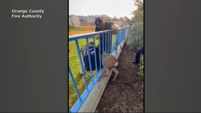 Пожарникари освободиха сърна, заклещена в ограда във Форест Лейк