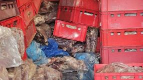 Дебелец - рай на незаконните кланици (СНИМКИ)