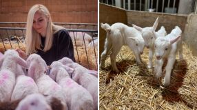 Защо агнешкото е скъпо в магазина, а фермерите оцеляват на кредити?