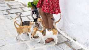 Гърция е първенец по брой бездомни котки – около 3 млн.