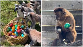 Великденска радост в бургаския зоопарк: Животните празнуват с шарени изненади