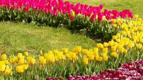 Цветен рай: Къде можем да видим 35 000 пролетни цветя на едно място?