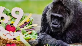 Най-старата горила в света навърши 69 години! (СНИМКИ)