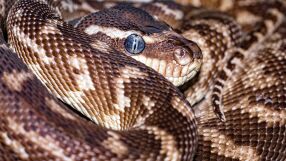 Екип от Тракийския университет спаси 6-метров питон след инцидент