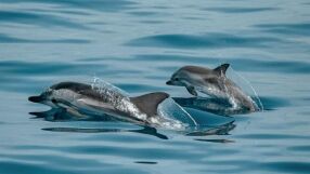 МОСВ предаде на прокуратурата резултатите от анализа на умрелите птици и делфини край Шабла