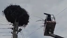 Спасителна мисия край Пазарджик: Доброволци помогнаха на щъркелово яйце, паднало на земята (СНИМКИ)