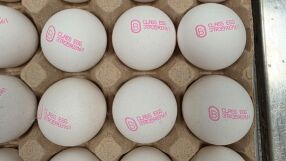 БАБХ върна около 1,3 млн. яйца в Турция