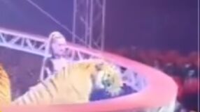 Тигър скочи върху публиката на цирково шоу (ВИДЕО)