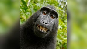 Маймунското селфи, което може да спаси изкуството от AI