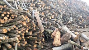 Криза в горския сектор: Натрупана дървесина увеличава риска от пожари