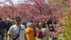 Къде е най-голямата японска градина в Европа? (СНИМКИ)