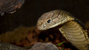 Като част от шоу: Турист загина след като „кобра“ го ухапа по крака