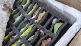 Необичайна контрабанда: Откриха 530 какавиди на екзотични пеперуди при проверка на „Капитан Андреево“ (СНИМКИ)