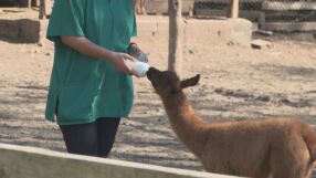 Бейби бум в зооцентъра в Добрич