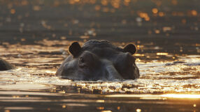 Синът на милиардер ще спасява „кокаиновите“ хипопотами на Пабло Ескобар