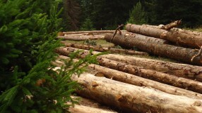 Обсъждат лишени от свобода, да се включат в дърводобива