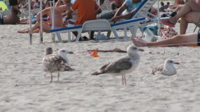 Ще има ли безплатни чадъри и шезлонги това лято? 