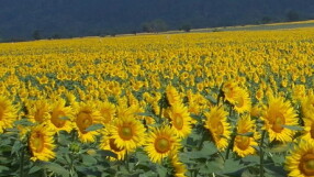 „Червей убиец“ опустошава слънчогледа в Гърция и Турция, има и по нивите у нас