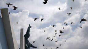  Учени: Черният дроб на гълъбите може да служи като компас при полетите им
