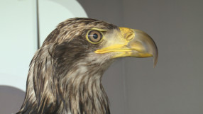 Фортуна - късметът на 