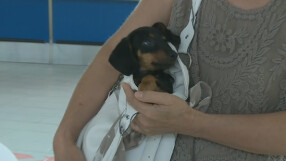 Кученцето Рио - подарък на Ивет от семейството