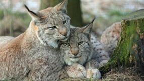 Каква глоба ви грози, ако отглеждате дива котка?