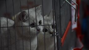 Жена изхвърли 23 котки в контейнер за боклук