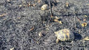 Зелени Балкани откриха мъртви 32 бели щъркела и 6 костенурки след пожара в Сакар