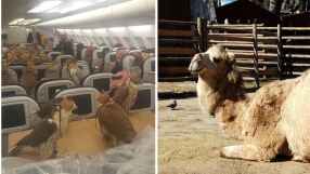 Самолет за соколи и камила за милиони: Това са най-скъпите неща, закупени от араби