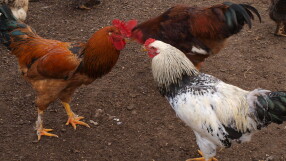 Искат доживотно наказание за побойник /ВИДЕО/