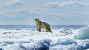 Рядък случай: Полярна мечка осинови мече