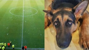 Непослушно куче прекрати мач в Англия