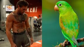 Конър Макгрегър уморил папагала на съсед