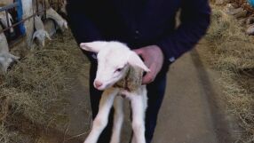 Полицаи разкриха крадец на агне в каварненското село Божурец