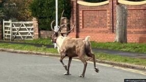 Елен беглец стана причина за мащабна издирвателна операция във Великобритания