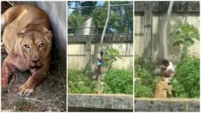 Трагедия в зоопарк: Лъвица разкъса младеж, осмелил се да влезе в клетката ѝ